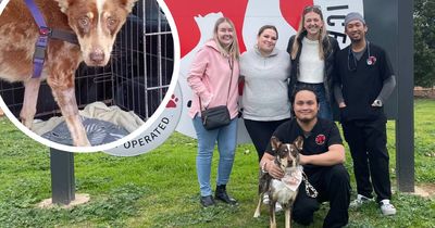 Queanbeyan rescue dog reunites with vets who saved him from starvation