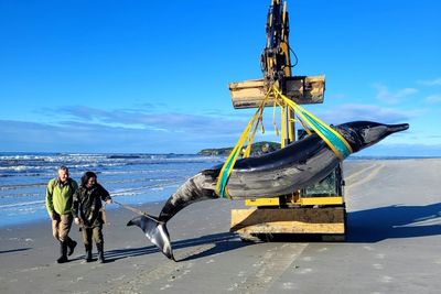 World's Rarest Whale Washes Up On New Zealand Beach