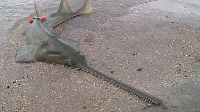 Sawfish secrets could help save the threatened species