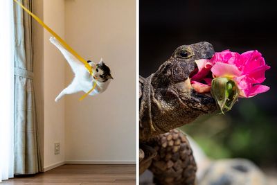 These 15 Pet Photos Were Captured At The Best Moment And They Won The 2024 Comedy Pet Photo Awards