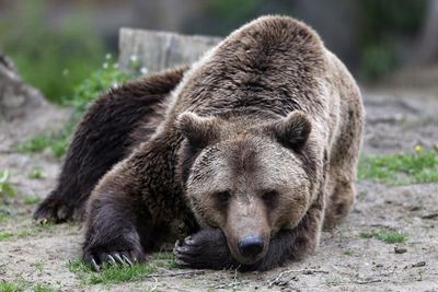 Romania to cull 500 bears to curb overpopulation after deadly attack