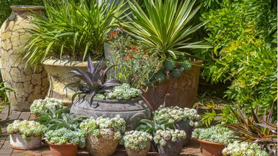 Best plants for a sunny patio – 5 sun-loving container plants