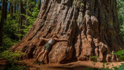 Where to see giant sequoias: the 5 best sites in the world