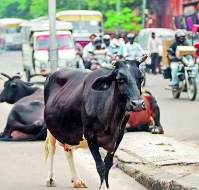 7-year-jail, property seizure: Chhattisgarh gets tough on cattle smuggling