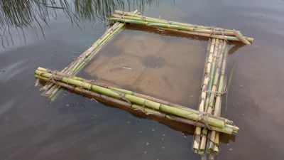 Threatened fish species thrown a restoration raft