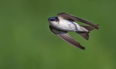 Country diary: Feeding time for the swallows and martins