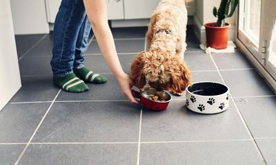 UK first European country to approve lab-grown meat, starting with pet food