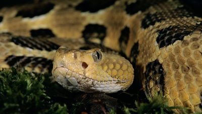 Colorado has a "mega-den" of rattlesnakes – now you can watch them live on this webcam