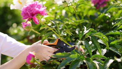 What not to prune in summer – 8 plants to never trim during high season