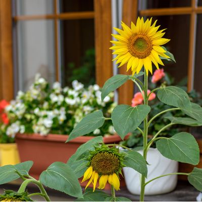 How to grow sunflowers in pots for beautiful blooms in even the smallest of spaces