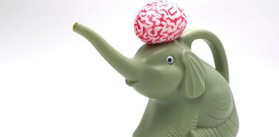 Bigger animals don’t always have the biggest brains relative to body size – new research