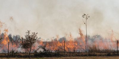 Wildfires in South Africa are set to increase: how legal action can help the country adapt better to climate change