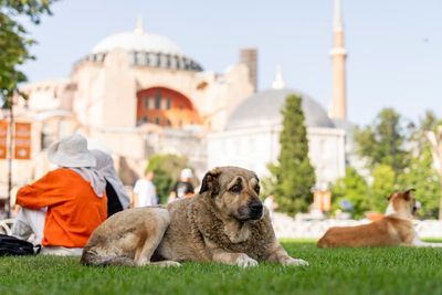 Turkish legislators hold tense debate on bill to control stray dogs. Critics fear a mass culling