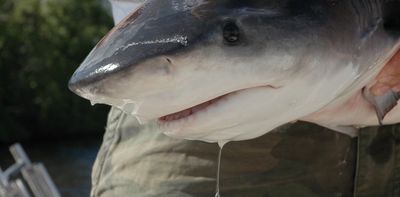 Baby bull sharks are thriving in Texas and Alabama bays as the Gulf of Mexico warms