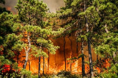 Forest fire at New Jersey military base 80% contained after overnight rain