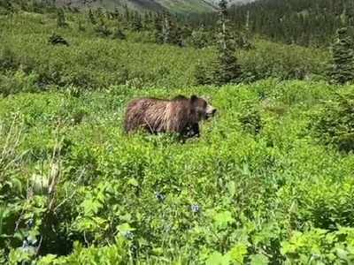 Woman has scary close encounter with grizzly in Montana — but would still ‘choose the bear’