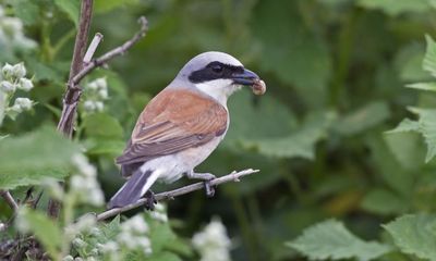Varied spring weather in UK brought host of rare migratory birds