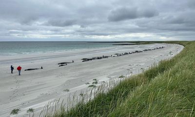 How to solve a mass stranding: what caused 77 healthy whales to die on a Scottish beach?