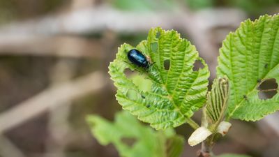 How to get rid of alder leaf beetles – 3 ways to protect your plants from these leaf eaters