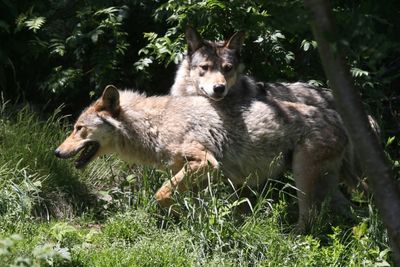 'Saint Or Devil': Return Of Wolf Stirs Debate In Europe