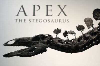 Stegosaurus skeleton nicknamed Apex sells for record $44.6m
