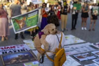 Turkish Parliament Debates Stray Dog Management Legislation