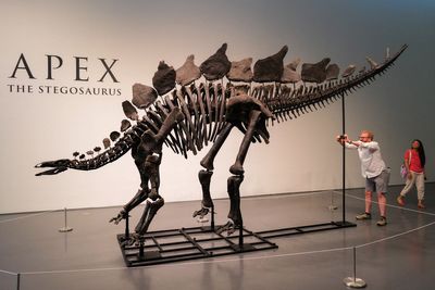 Most intact stegosaurus fossil sold for record $44.6m at auction