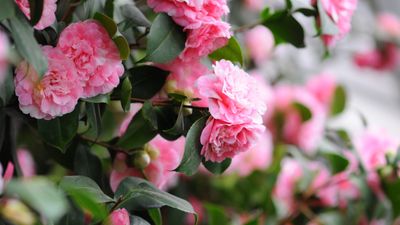 How to propagate camellias – professional advice for successful plant cuttings