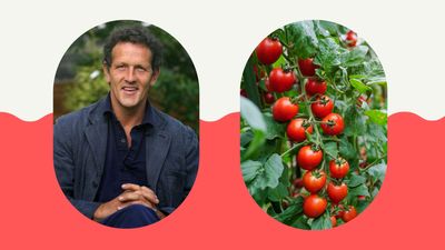 Monty Don reveals his method to give outdoor tomato plants the 'best defence' this season