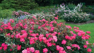 How to care for Knock Out roses – 5 key factors for healthy plants and vibrant blooms