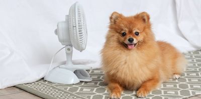 Five ways to keep your pets cool when the weather’s hot