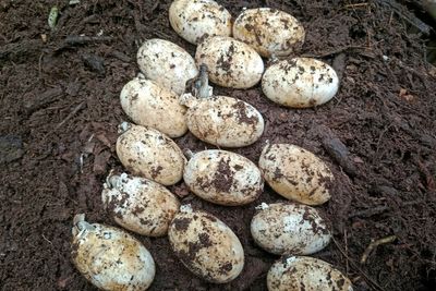 106 rare crocodile eggs are found in Cambodia, the biggest such discovery in 20 years