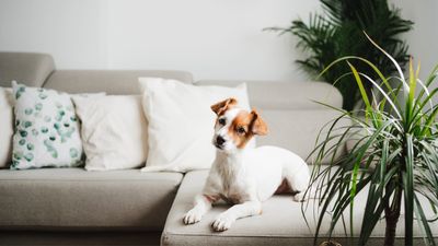 Not sure whether to let your dog on the couch or not? Here’s what to consider