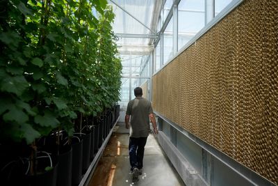 Greenhouses are becoming more popular, but there's little research on how to protect workers