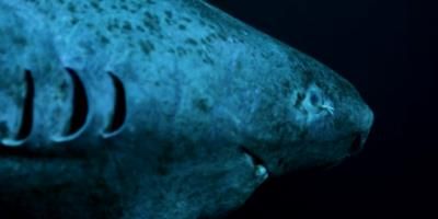 Greenland Sharks' Longevity Linked To Stable Metabolic Rate Discovery