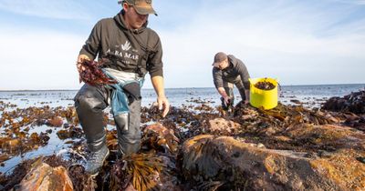 Scottish firm announces next step to become largest seaweed processing hub in UK