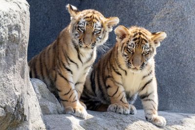 2 Amur tiger cubs have their first public outing at Germany's Cologne Zoo