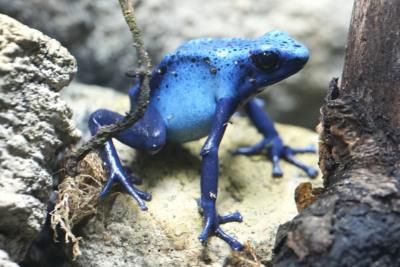 Rare Blue Tree Frog Mutation Discovered In Northwestern Australia