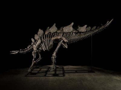 Billionaire hedge fund owner buys ‘Apex’ stegosaurus fossil for record $44m