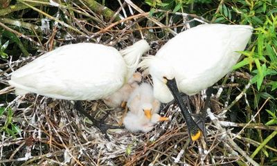 Spoonbills return to Cambridgeshire for first time since 17th century