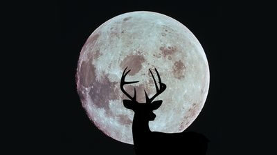 Full Buck Moon shines this weekend on Apollo 11 moon landing anniversary