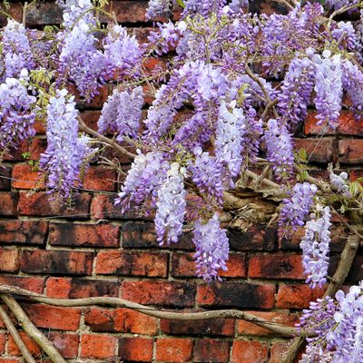 7 plants you should never put in pots or raised planters, according to experts