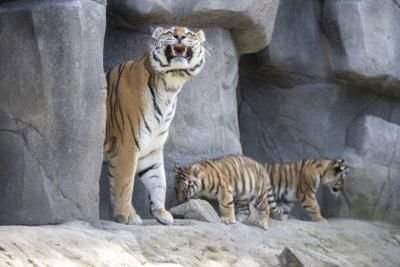 Amur Tiger Cubs Make Public Debut At Cologne Zoo