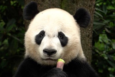 The winner in China's panda diplomacy: the pandas themselves