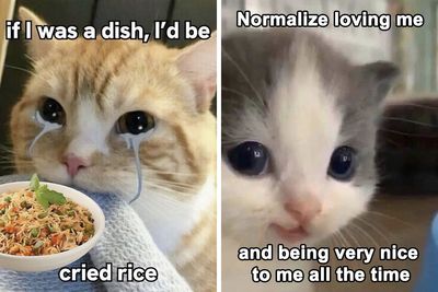 125 Cat Memes That Might Make You Say “That’s Literally Me”