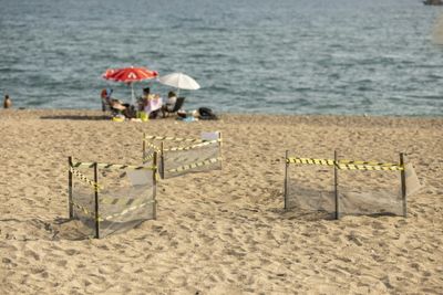 Moonlit Scramble Across The Sand For Turkey's Booming Baby Turtle Population