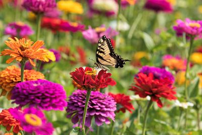 How to Grow Zinnias — The Pretty, Colorful Flowers That Bring Pollinators to Your Garden