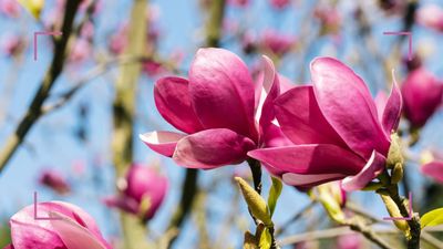 How to prune a magnolia tree if you want perfect pastel blooms each year