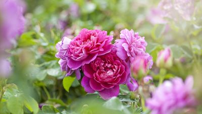 These are the secrets to rose success in summer – garden experts reveal how to care for your rose plants this season