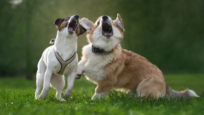 32 biggest barkers - most vocal dog breeds.